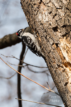 Hairy Woodpecker