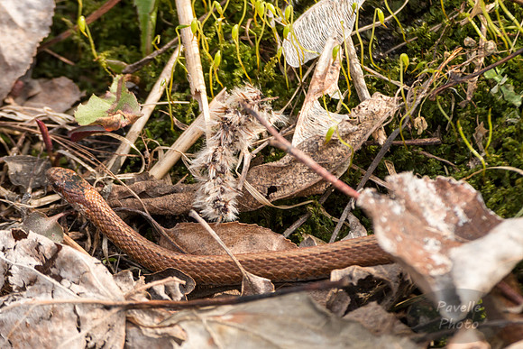 Red-bellied Snake