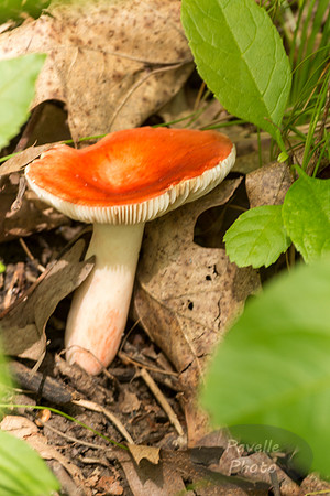 Russula mushroom