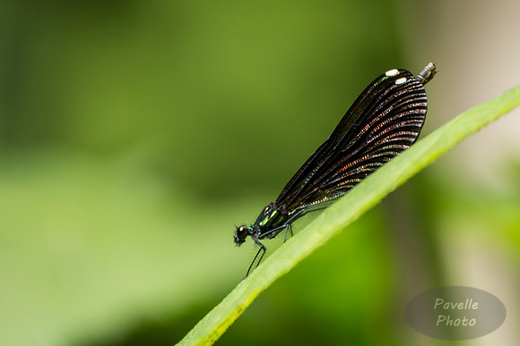 Ebony Jewelwing damselfly