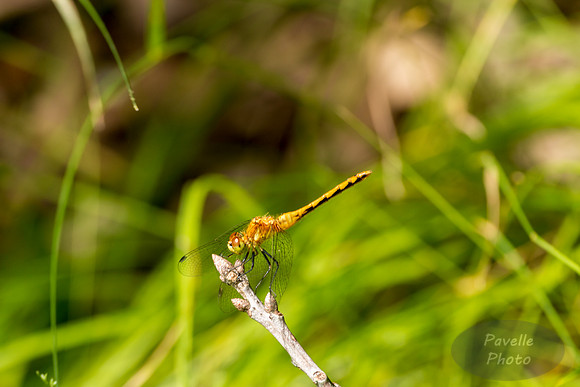 White-Faced Meadowhawk dragonfly - female