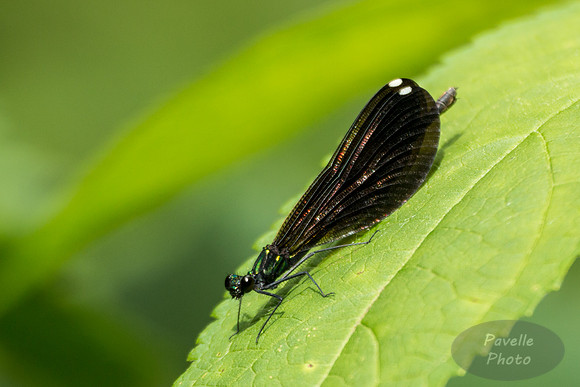 Ebony Jewelwing damselfly