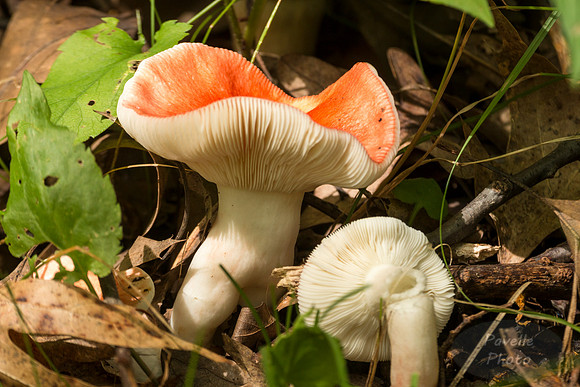 Russula mushroom