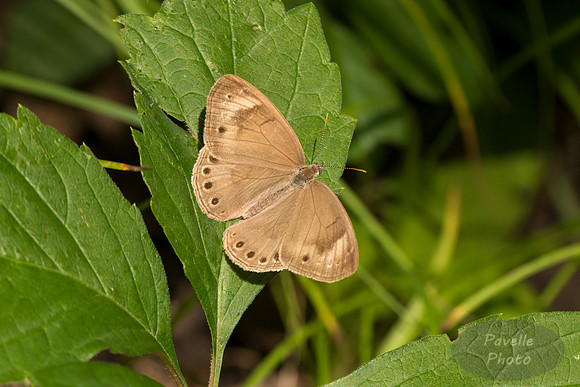 Appalachian Brown butterfly