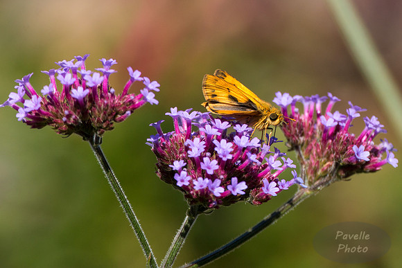 Fiery Skipper