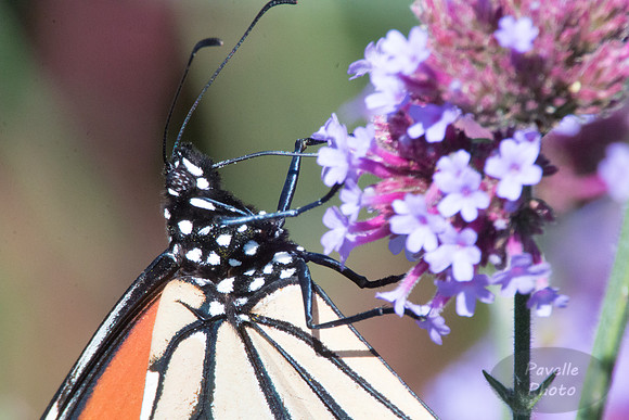 Monarch