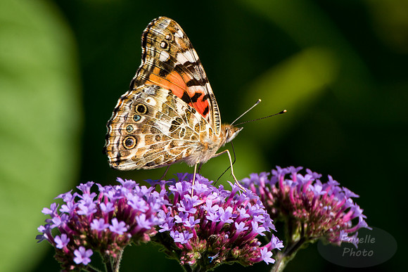 Painted Lady