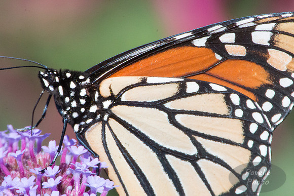 Monarch