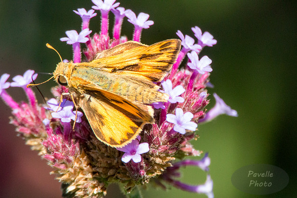 Fiery Skipper