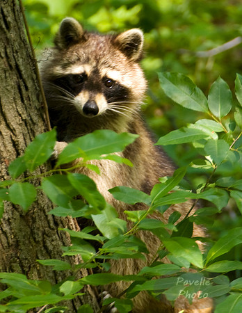 raccoon