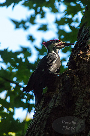 Pileated Woodpecker