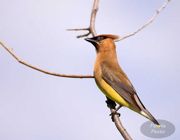 cedar waxwing