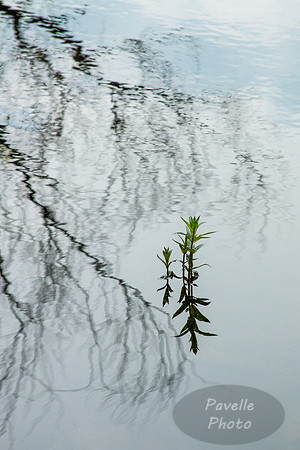 Bud and Branch