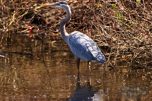 great blue heron