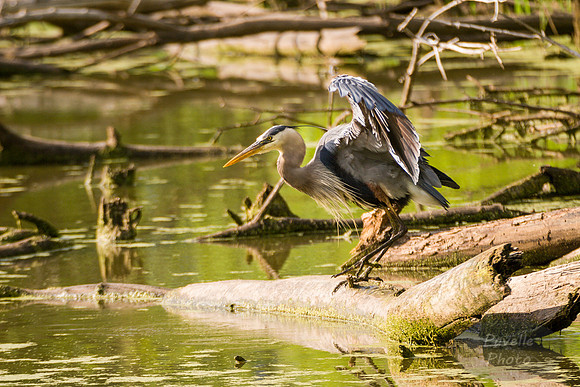 Great Blue Heron