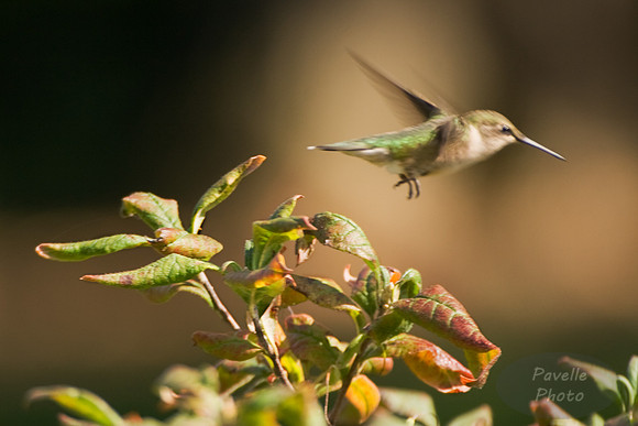 Ruby-Throated Hummingbird