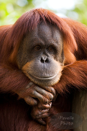 Orangutan