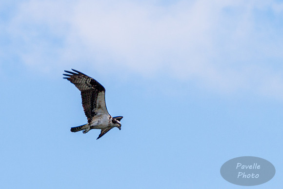 Osprey in flight