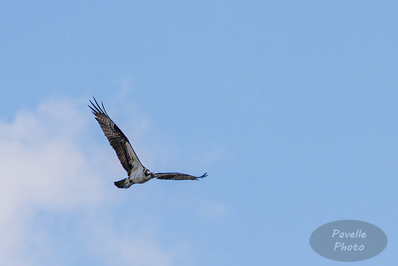 Osprey in flight