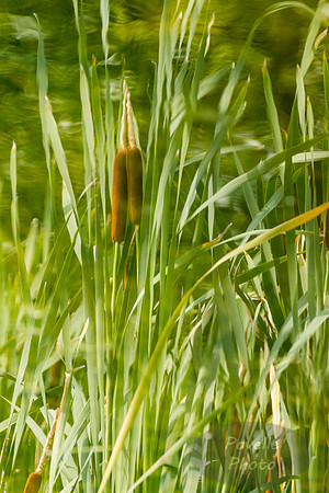 Cattail Reflections