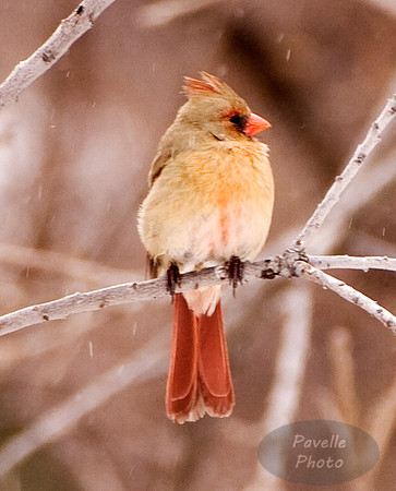 lady cardinal