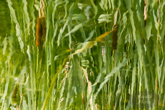Cattail Reflections