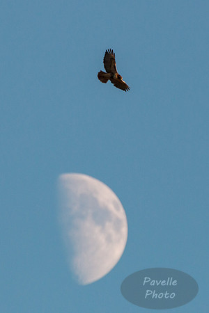 Hawk Moon