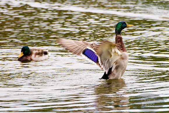 Flapping Mallard