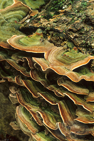 shelf fungus