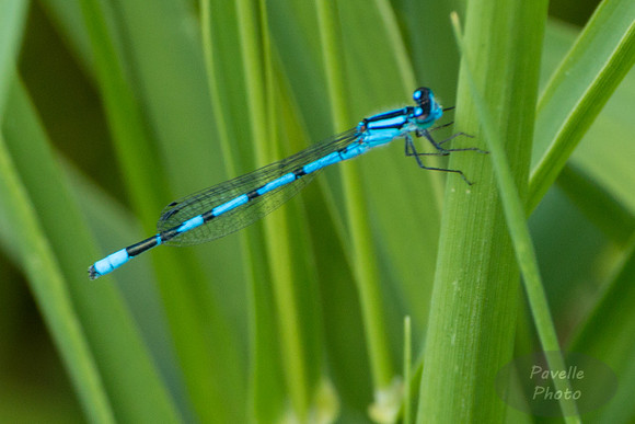Blue Damselfly