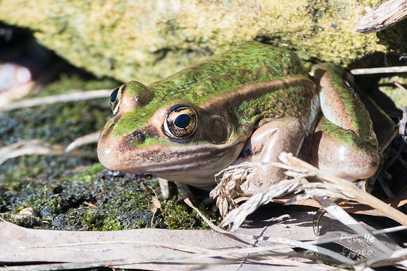 Leopard Frog - Burnsi Phase