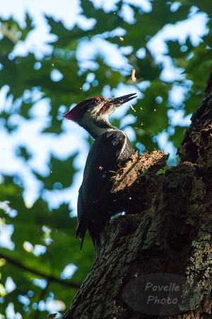 Pileated Woodpecker