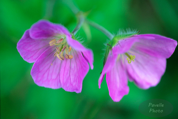 wild geranium