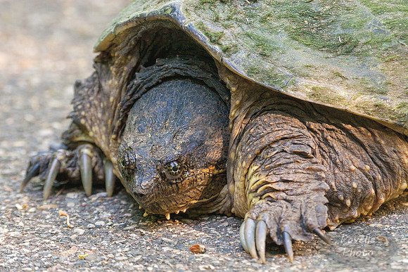 Snapping Turtle