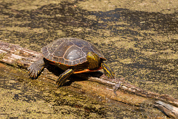 Painted Turtle