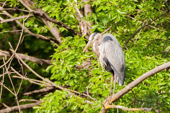 Great Blue Heron