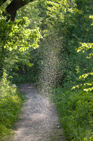 gnat swarm