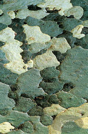 Plane tree bark