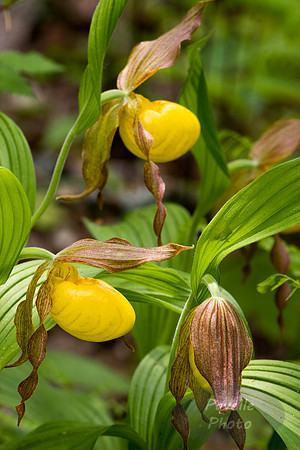 Yellow Lady Slipper