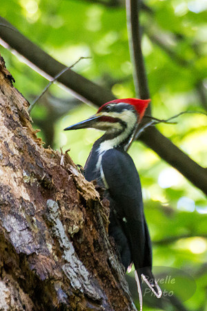 Pileated Woodpecker