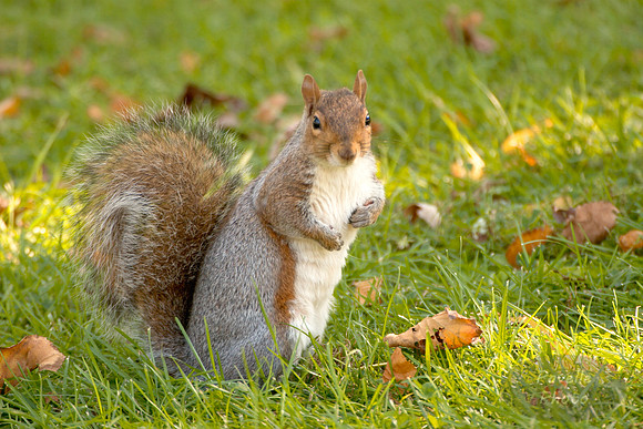 gray squirrel