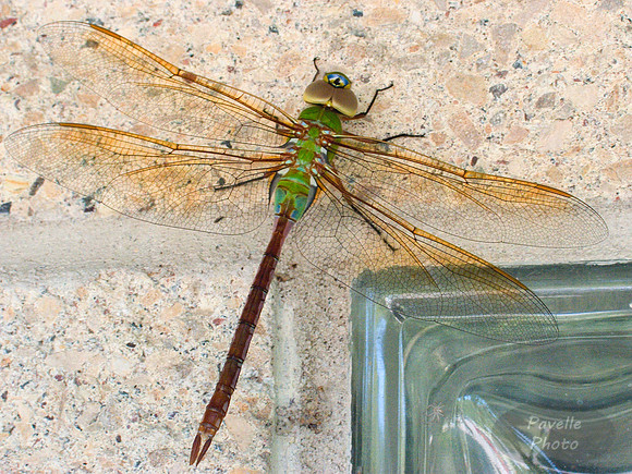 Common Green Darner dragonfly