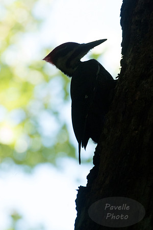 Pileated Woodpecker