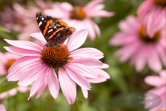 red admiral
