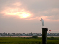 Standing Sentry
