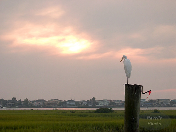 Standing Sentry