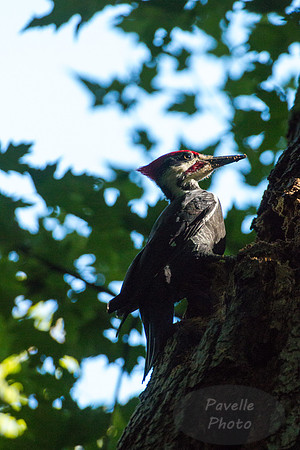 Pileated Woodpecker