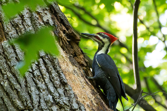Pileated Woodpecker