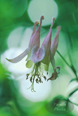 columbine