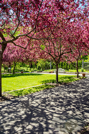 Flowering Trees with Shadows